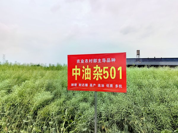 线上股票配资炒股 “迟播双密双高”技术破解粮油争地难题